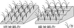 地理视角看垄沟种植|葡萄|土壤|水分|作物|地区_新浪新闻