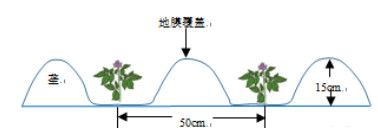 地理视角看垄沟种植|葡萄|土壤|水分|作物|地区_新浪新闻
