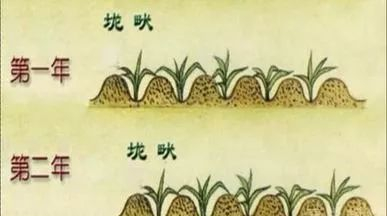 地理视角看垄沟种植|葡萄|土壤|水分|作物|地区_新浪新闻