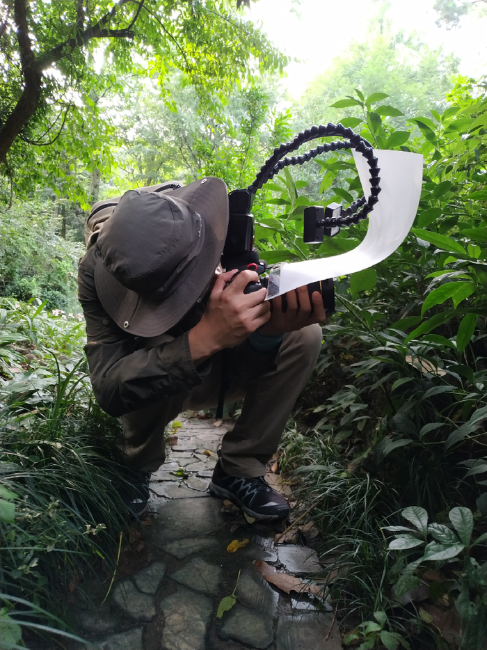 杨小峰在杭州植物园拍摄昆虫。   杨小峰 图