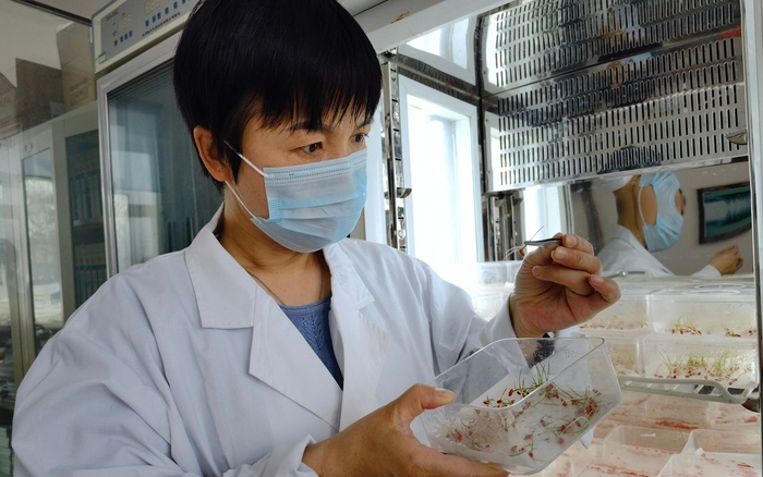 小方盒助力洪河农场春耕1300余吨水稻种子完成包衣