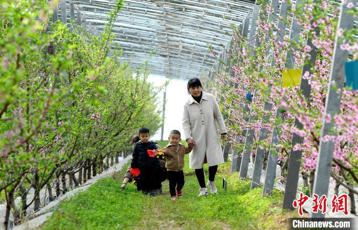 游客在刘际生的大棚里观赏桃花。　崔佳栋 摄