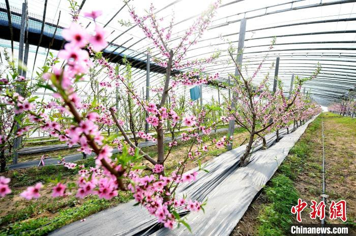 刘际生的大棚里桃花盛开。　崔佳栋 摄