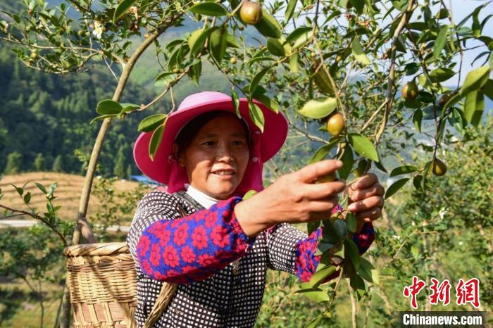 图为油茶丰收季，酉阳村民忙采摘。　酉阳县委宣传部供图