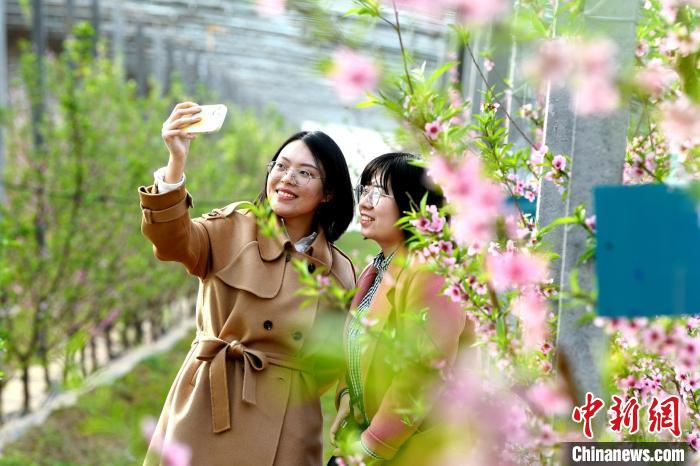 游客在刘际生的大棚里观赏桃花。　崔佳栋 摄