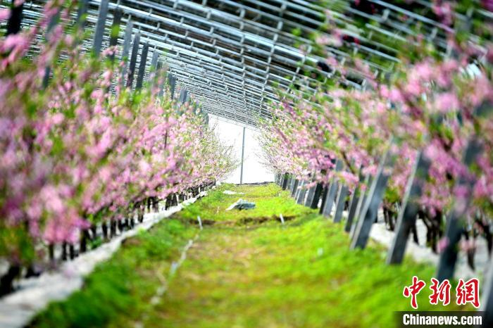 刘际生的大棚里桃花盛开。　崔佳栋 摄