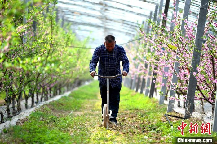 刘际生在大棚里除草。　崔佳栋 摄