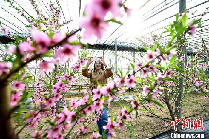 游客在刘际生的大棚里观赏桃花。　崔佳栋 摄