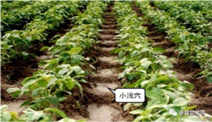 地理视角看垄沟种植|葡萄|土壤|水分|作物|地区_新浪新闻