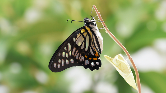 碎斑青凤蝶     杨小峰 图