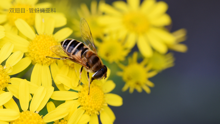 在所有拟态蜜蜂里面气质最像的长尾管蚜蝇。    杨小峰 图