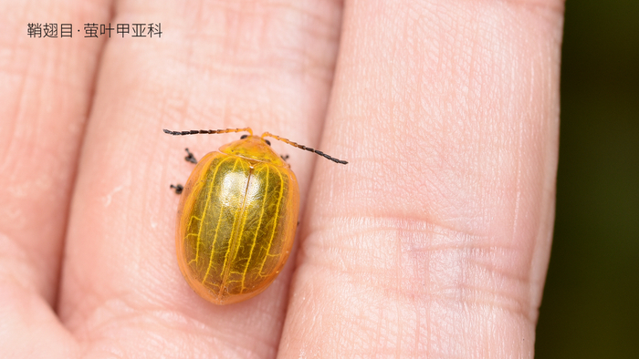 有着宝石光泽的甲虫。    杨小峰  图