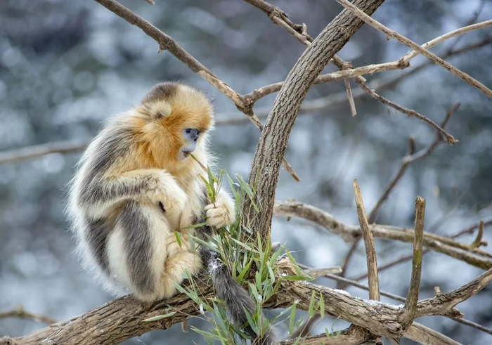 川金丝猴 图 东方IC