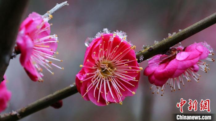 资料图：雪花宛若白色精灵。叶蓉 摄