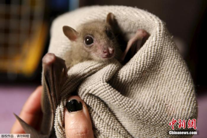 资料图：蝙蝠。