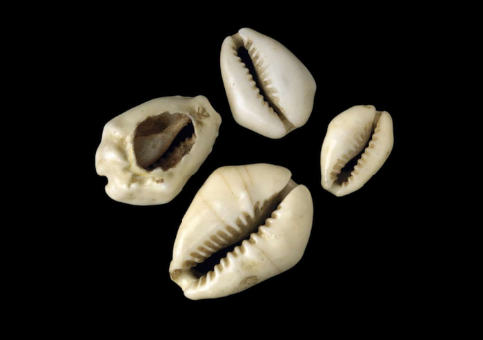 西非班贝拉王国的贝币（1796年采集）