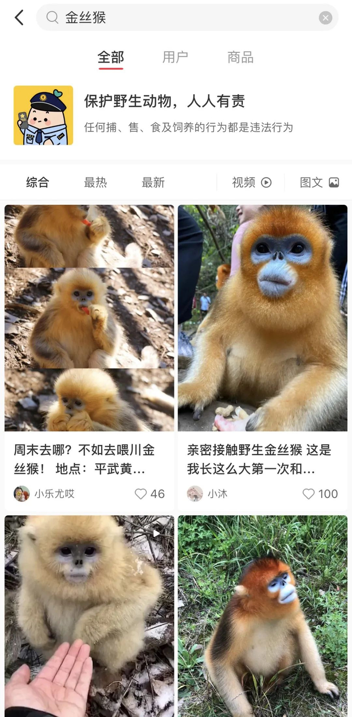 在某书上输入关键字“金丝猴”，出现的结果都是与野生金丝猴亲密互动的图文、视频
