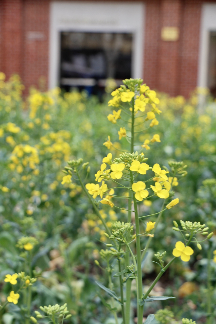 早春三月的油菜花已经开始冒出朵朵花蕾。  澎湃新闻记者 王昱 图