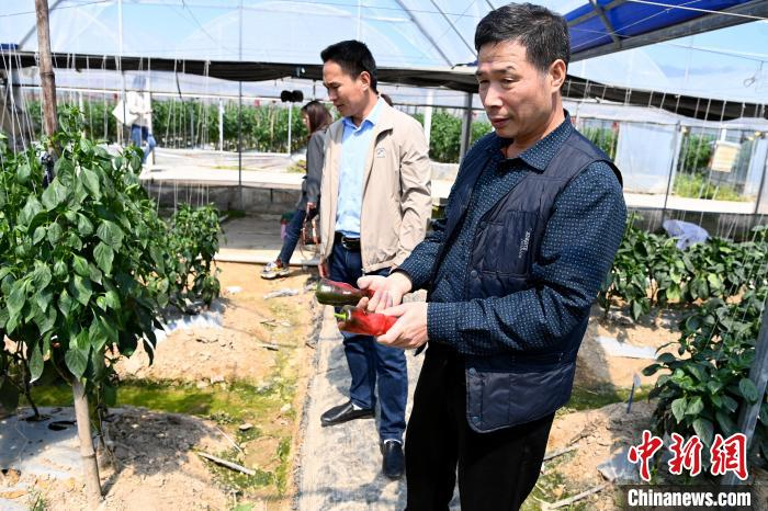 在钟武钦看来，“稻菜轮作”模式，实现了产业旺乡村兴，让村民年收入翻了好几番。　张金川 摄