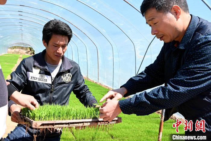 诏安县缘份农机专业合作社农技人员忙着播种育苗，全力备战春耕春播。　张金川 摄