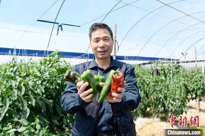 钟武钦介绍美营禽族村青椒、甜椒的种植情况。　张金川 摄