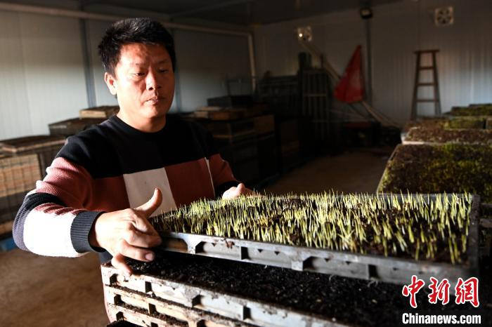 诏安县缘份农机专业合作社农技人员忙着播种育苗，全力备战春耕春播。　张金川 摄