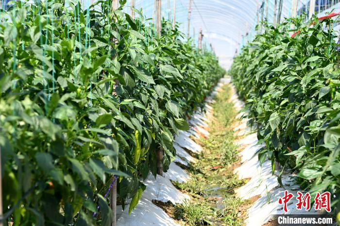美营禽族村大棚内种植的青椒。　张金川 摄