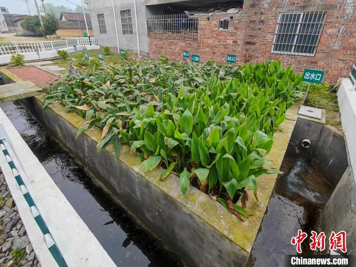 曾经的污水塘已经被小花园般污水治理系统替代。　王以照 摄