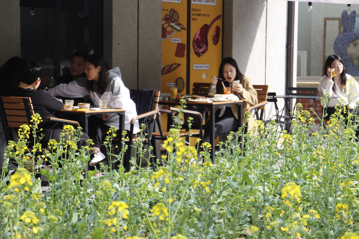 周边的店铺与油菜花田完美融合。  澎湃新闻记者王昱 图