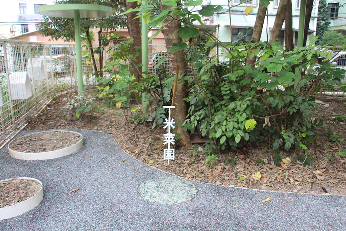 乐居生境花园里的“一米菜园”      澎湃新闻记者 王昱  图