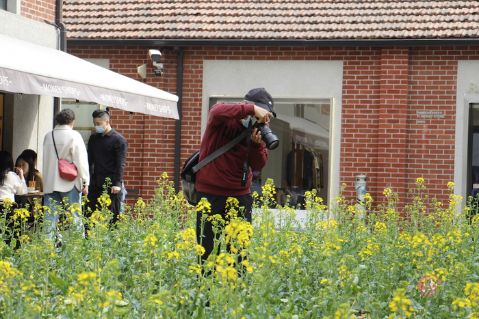 油菜花田盛开时，吸引许多摄影爱好者前来。       CREATER创邑 图