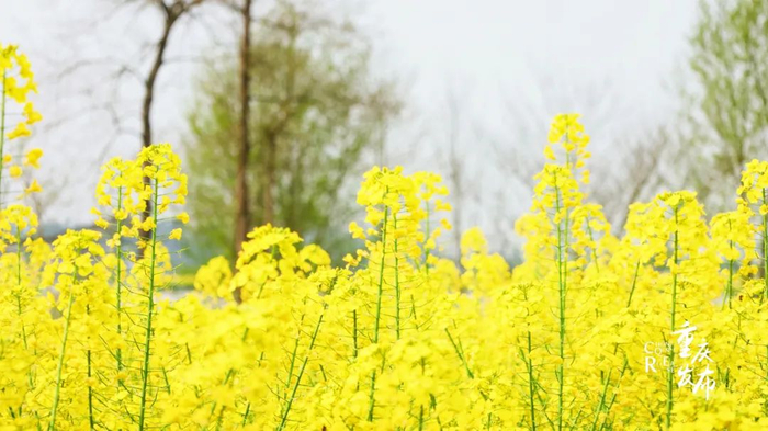 3月11日，陈抟故里的油菜花开了，春天的气息扑面而来。李聪冲 摄