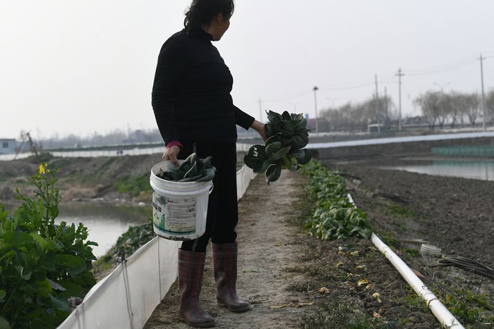 夫妻俩在池塘边的长堤上，种着很多应季蔬菜。新京报记者 王颖 摄