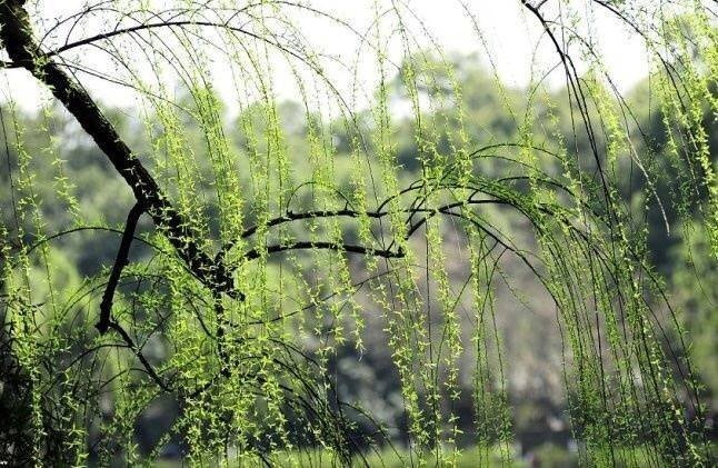 诗家清景在新春,绿柳才黄半未匀……