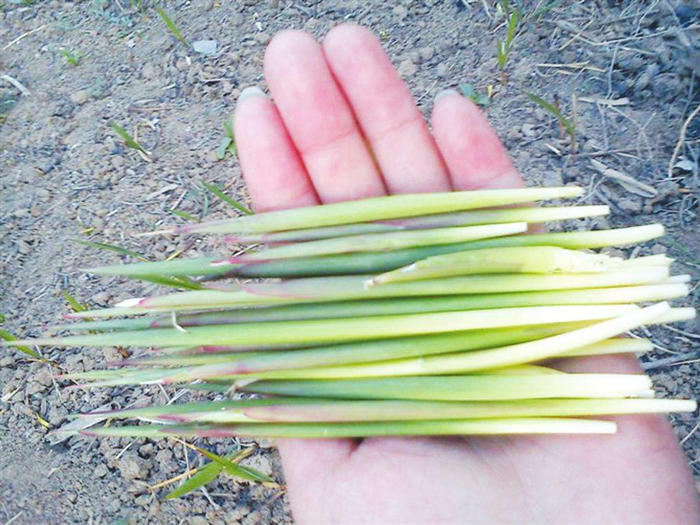 农村常见植物白茅根,煮水15分钟当茶喝,大人小孩都健康