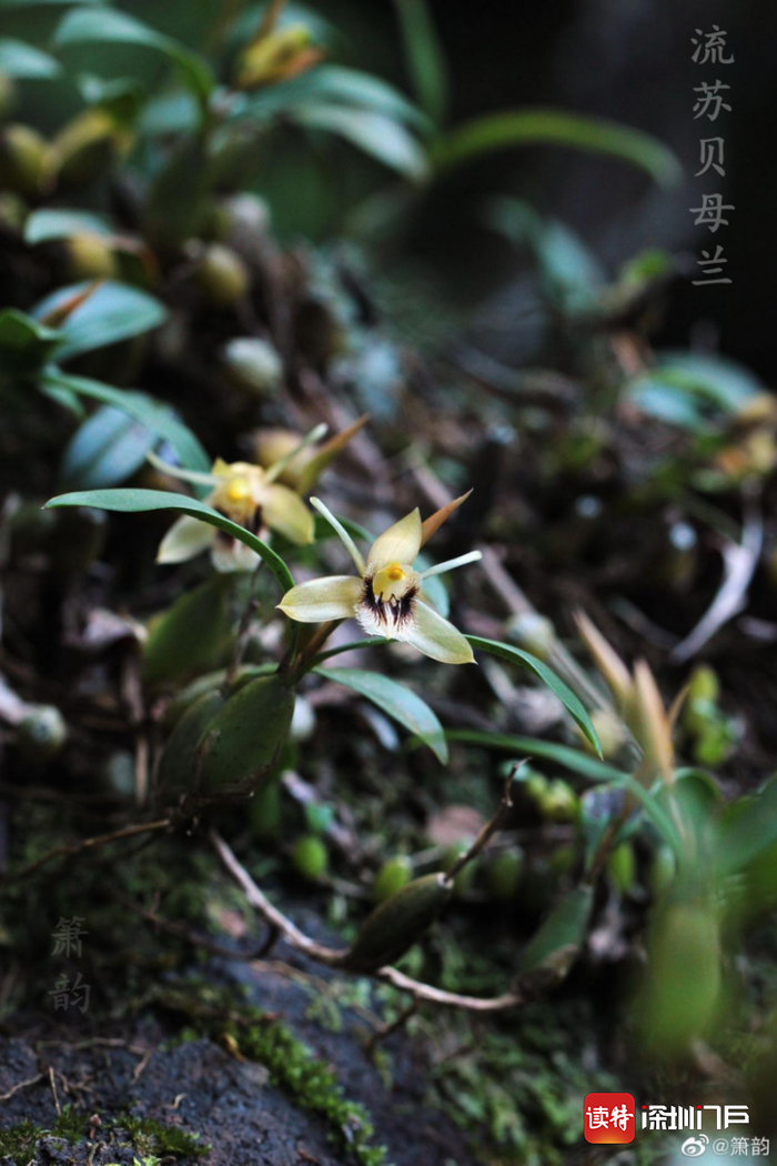 流苏贝母兰Coelogyne fimbriata（王晓云 供图）