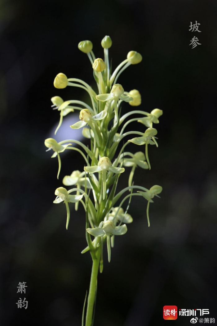 坡参Habenaria linguella（王晓云 供图）