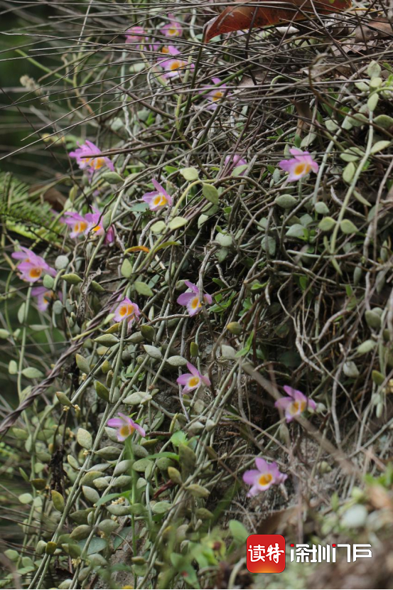 美花石斛Dendrobium loddigesii（王晓云 供图），药材“小黄草”的主要来源。