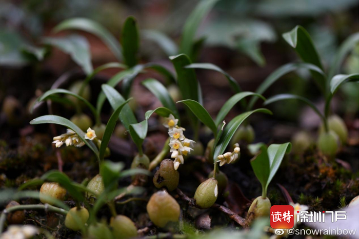 细叶石仙桃Pholidota cantonensis（王晓云 供图）