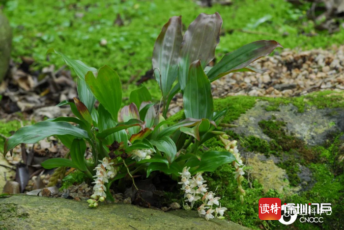 石仙桃Pholidota chinensis（深圳市兰科植物保护研究中心 供图，摄于迁地保护物种库。）