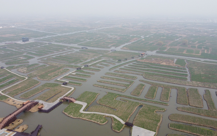 江苏兴化即将开放的垛田油菜。新京报记者 王颖 摄