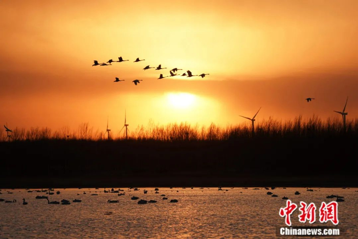 内蒙古科右中旗，每年春秋两季，西伯利亚天鹅都在此过境迁徙。中新社记者 苏丹 摄