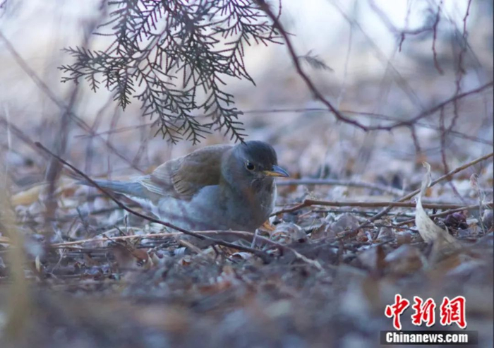 唐瑞在北京拍摄的白腹鸫照片。受访者供图