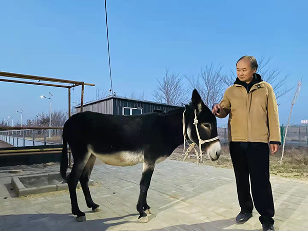 刘亮程在木垒养驴场