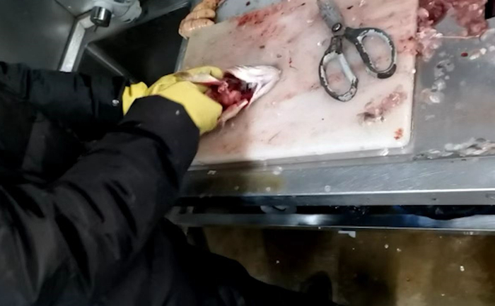 ▲2月10日下午，王海正在处理死鱼。 新京报记者 王瑞文 摄