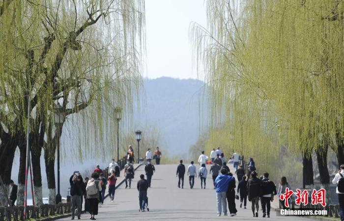　图为西湖白堤柳枝呈现嫩绿色。 王刚 摄