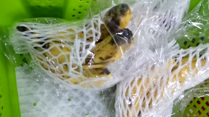 ▲塑料筐中的腐烂香蕉，门店内部一般称这些塑料筐为“烂菜筐”。新京报记者 王瑞文 摄