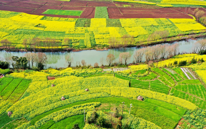云南罗平油菜花开。受访者供图