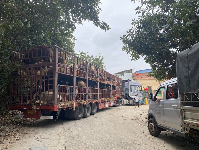 肉牛被送到海口金田公司。