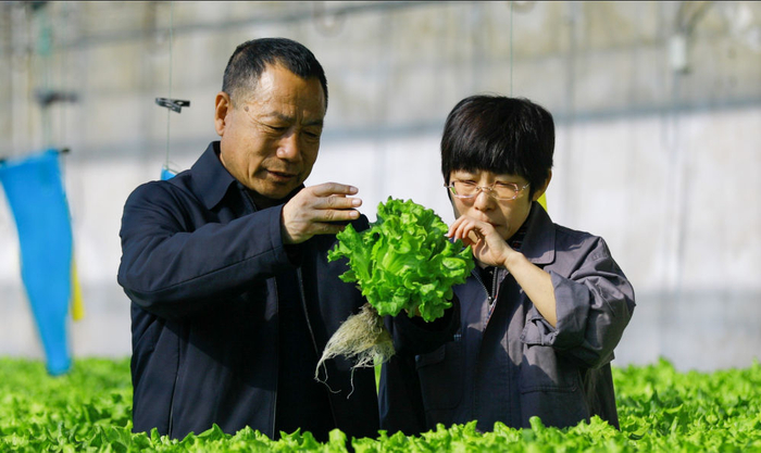 在天津市宁河区苗庄镇，刘晓君（右）与父亲刘连国在查看栽种的水培菜（3月1日摄）。新华每日电讯记者孙凡越摄